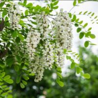 ACACIA PACK SENSUALITE